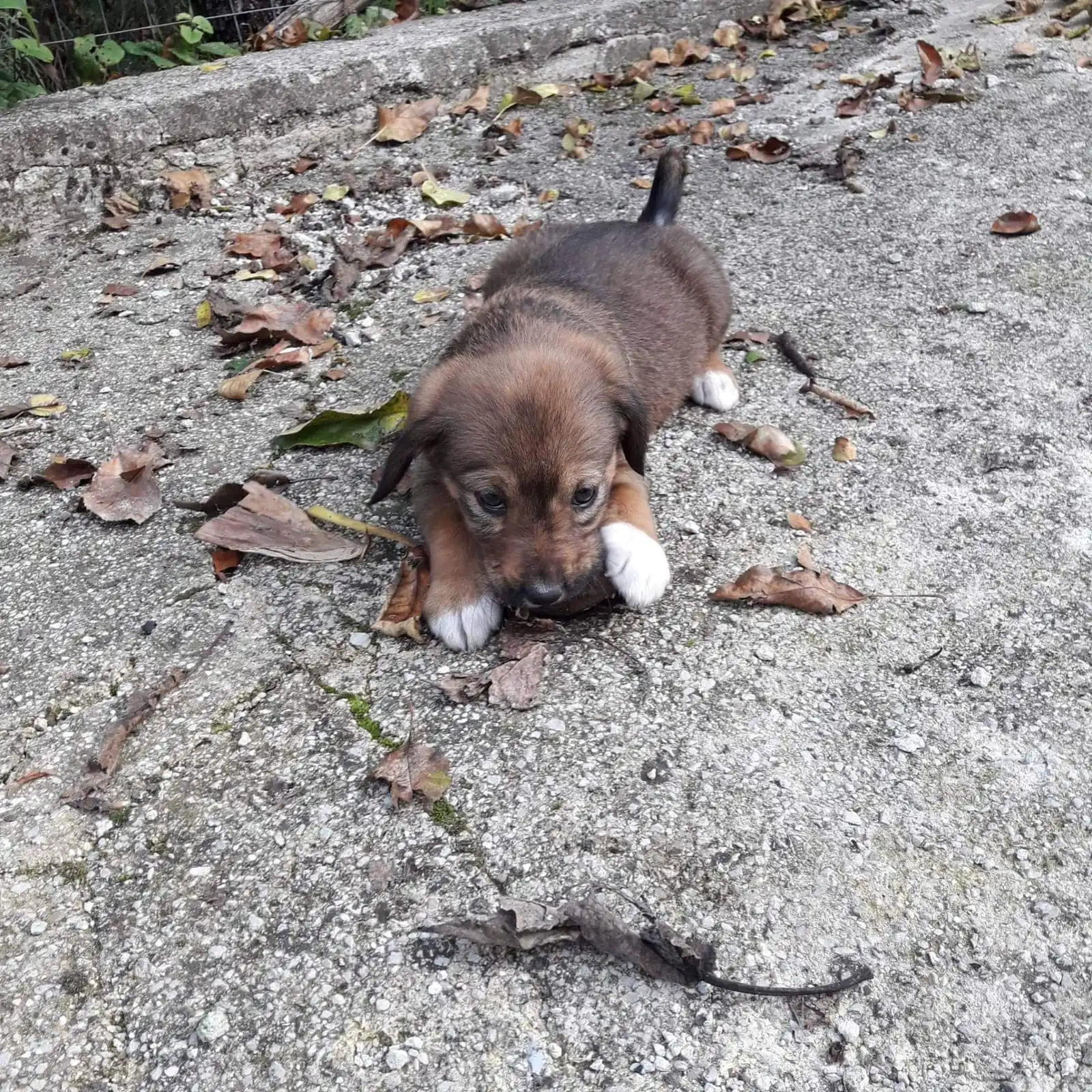 Adozioni e supporto per i pet